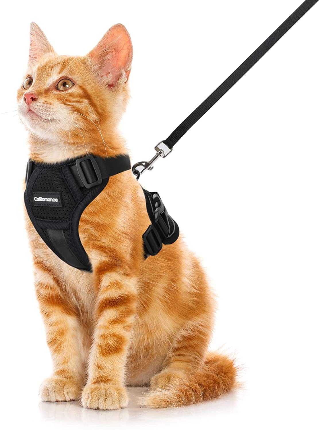 Cat gets store out of harness