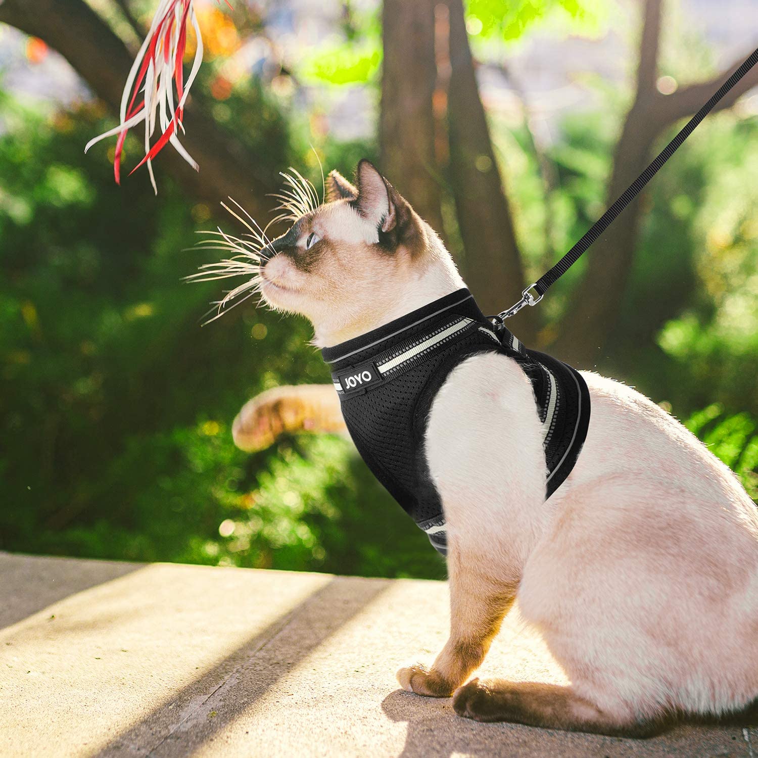 https://catromance.com/wp-content/uploads/2018/06/joyo-small-cat-vest-harness-6.jpg